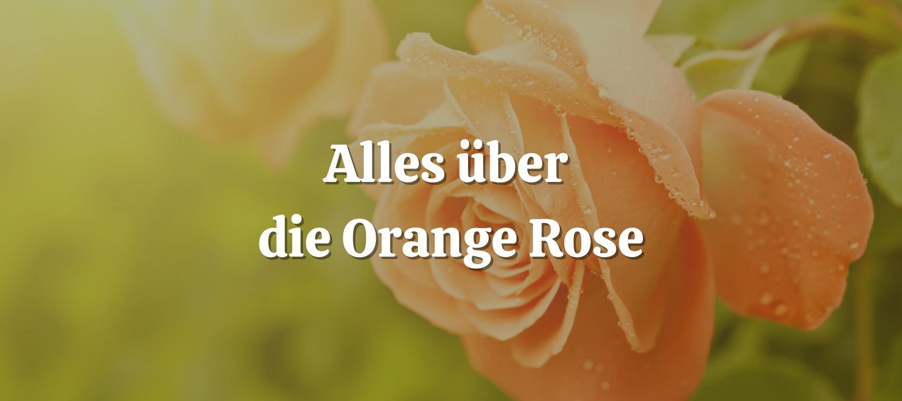 Alles über die Orange Rose