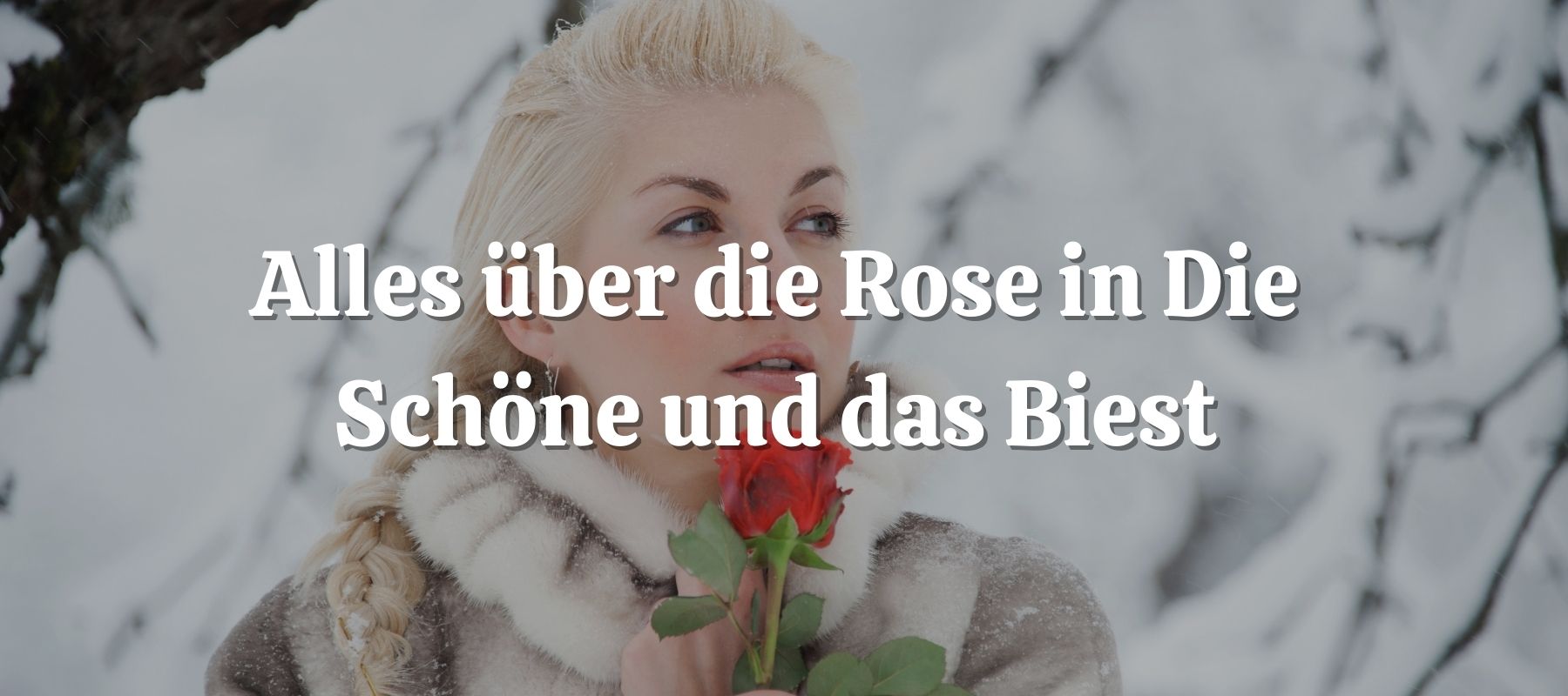 Alles über die Rose in Die Schöne und das Biest
