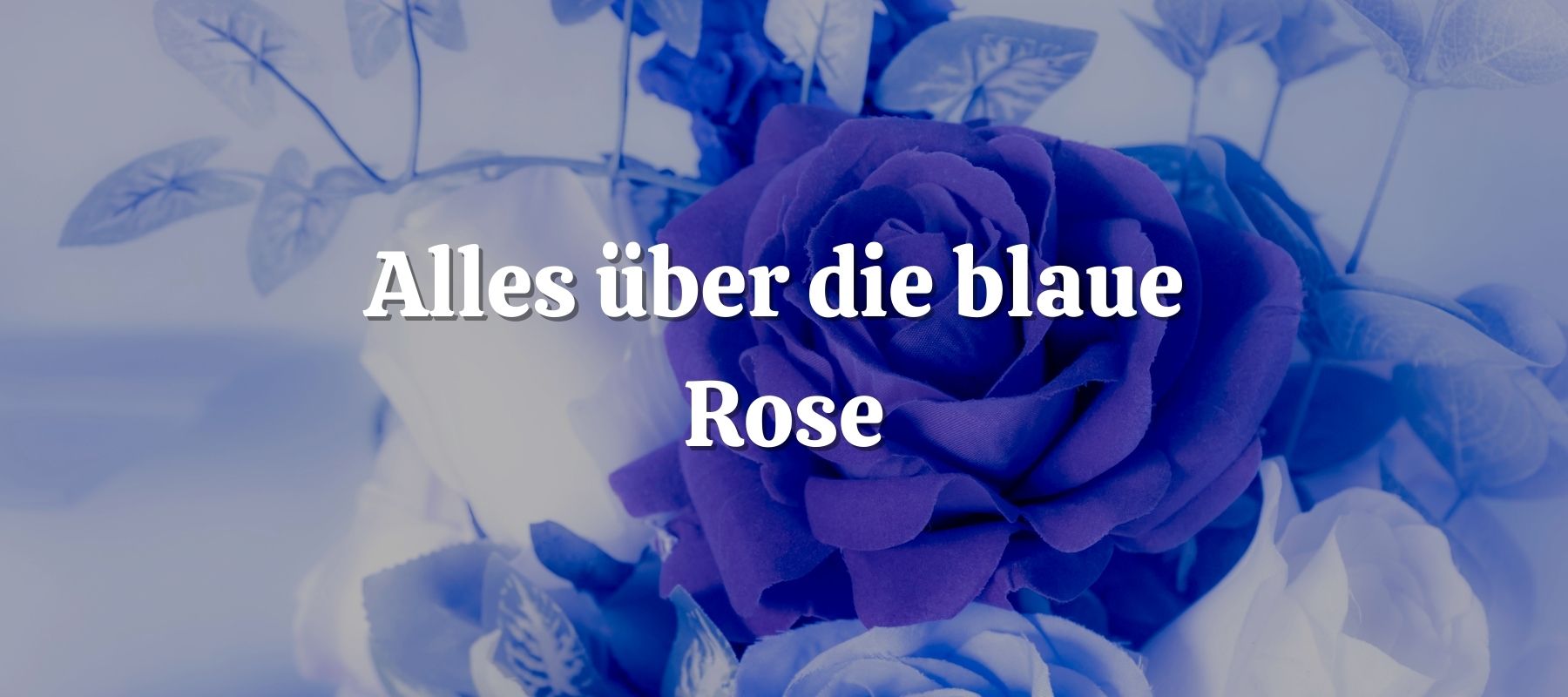Alles über die blaue Rose