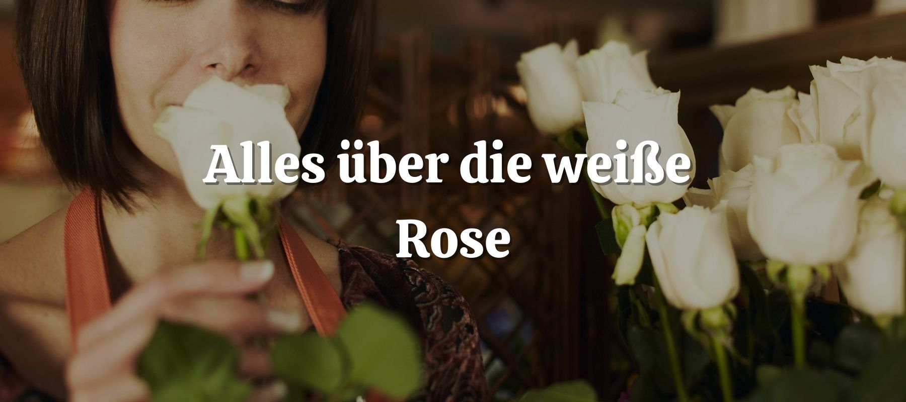 Alles über die weiße Rose