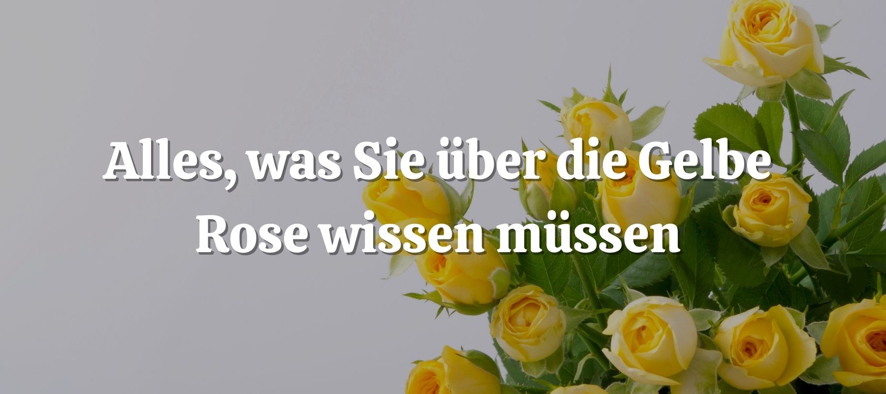Alles was Sie über die Gelbe Rose wissen müssen 