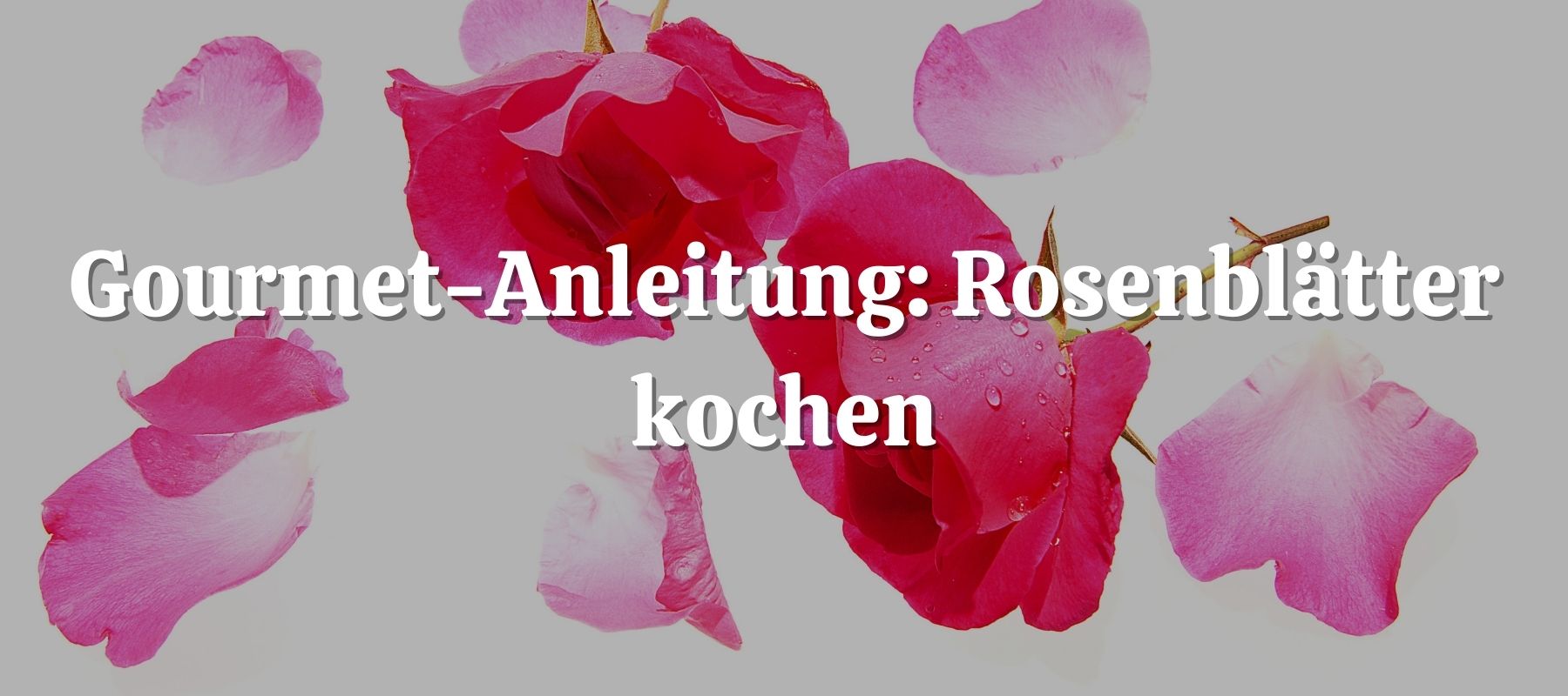 Gourmet Anleitung Rosenblätter kochen