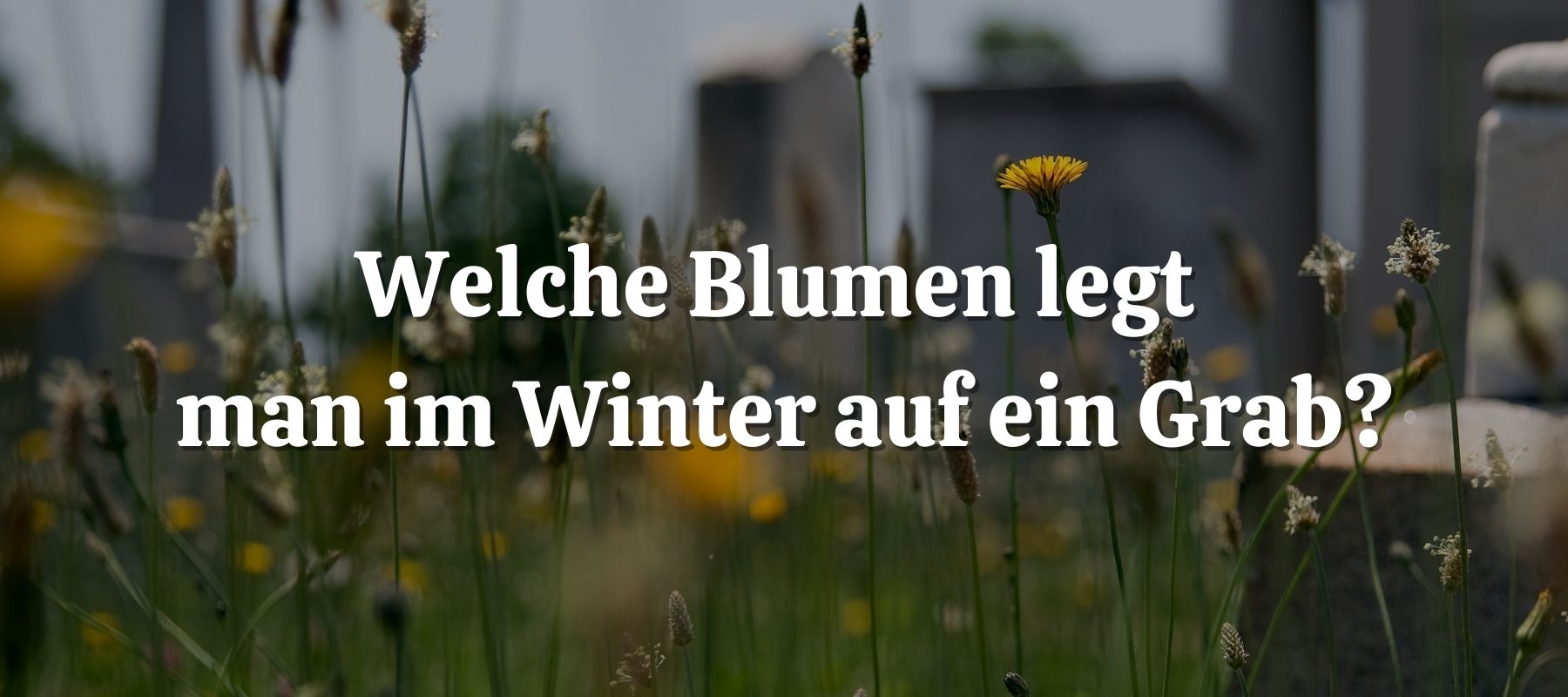 Welche Blumen legt man im Winter auf ein Grab
