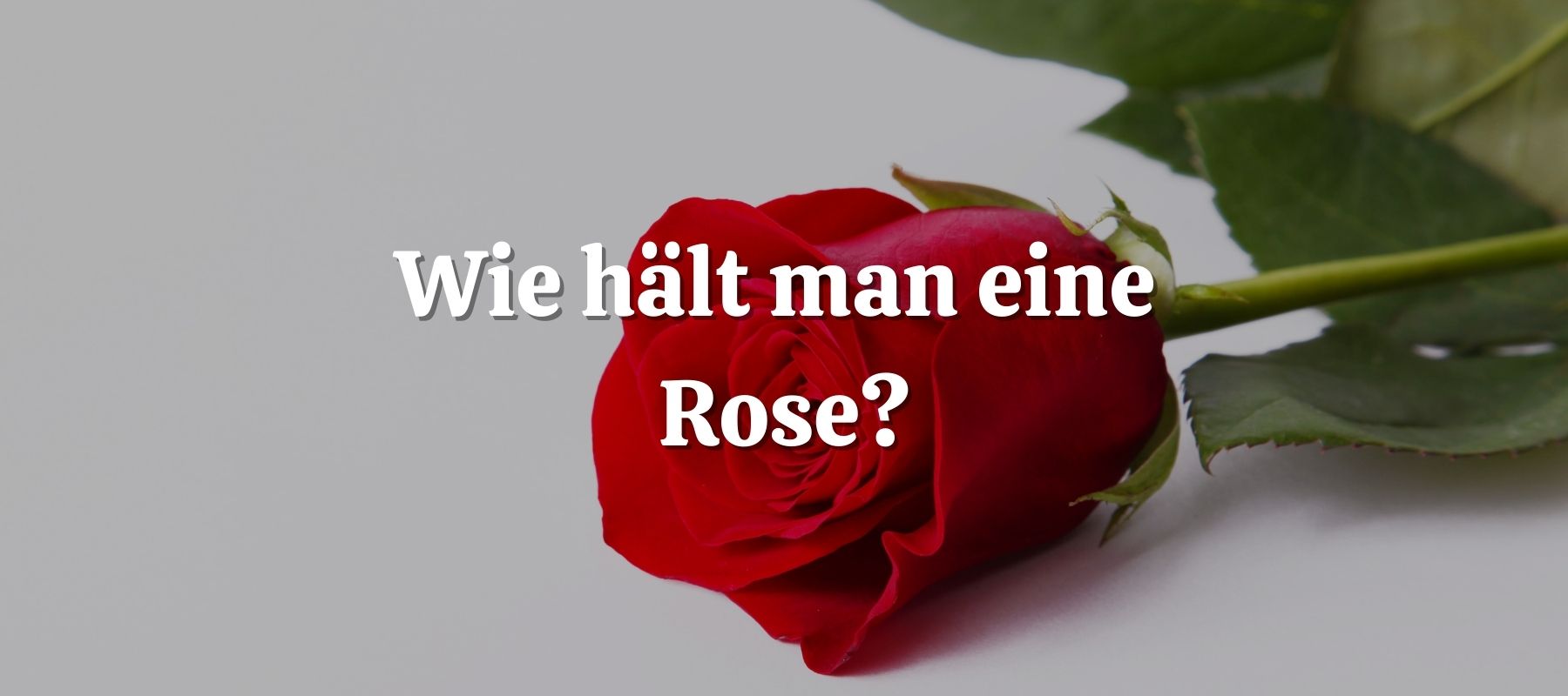 Wie hält man eine Rose?