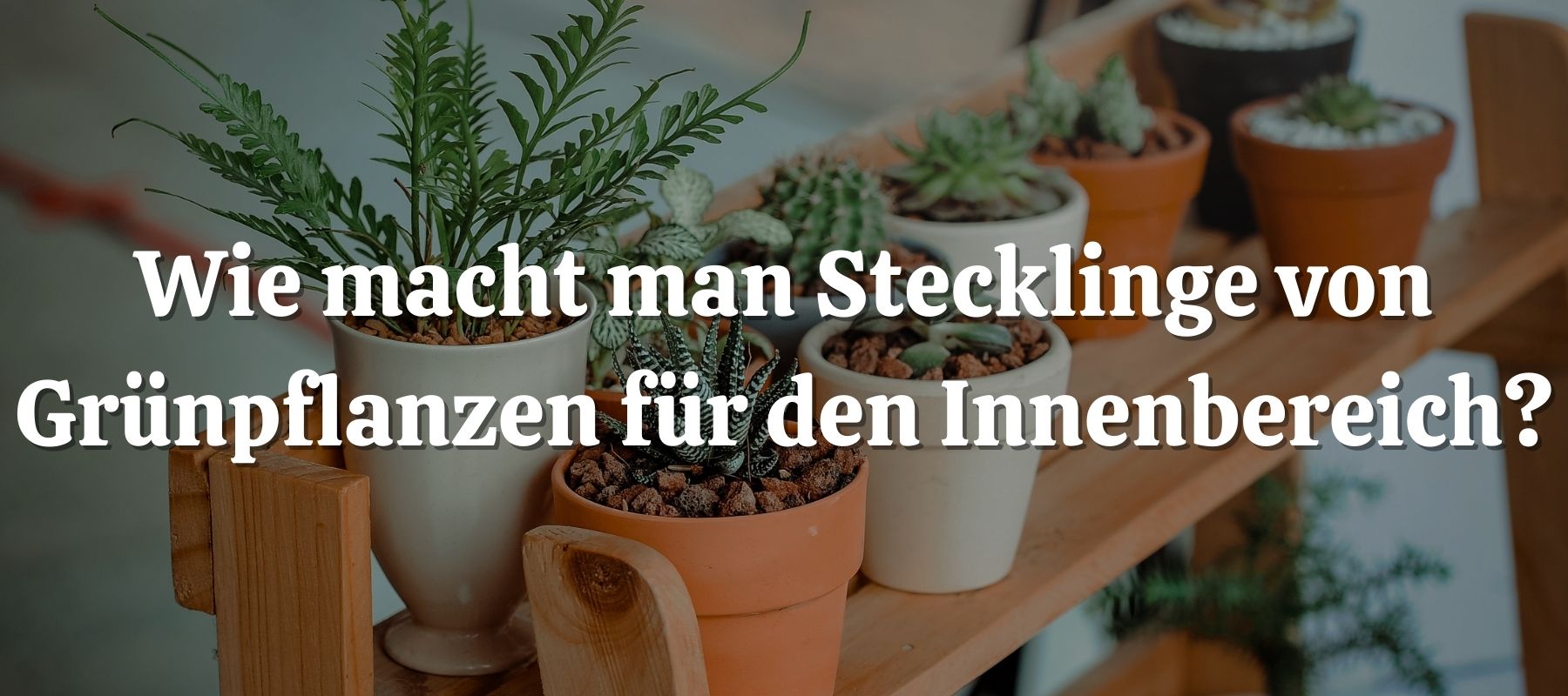 Wie macht man Stecklinge von Grünpflanzen für den Innenbereich