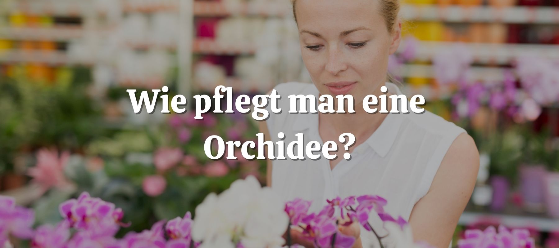Wie pflegt man eine Orchidee