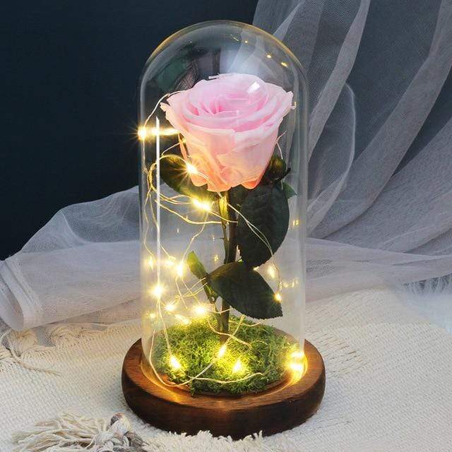 Leuchtende Rose La Vie en Rose